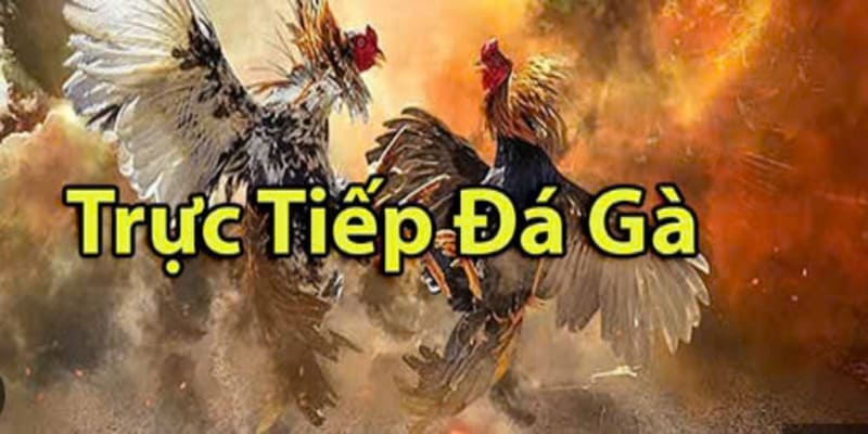 Các hình thức tham gia đá gà trực tiếp tại V9bet