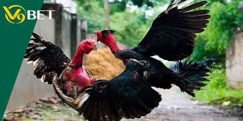 Số lượng gà đá tham gia trong mỗi trận có thể là 2 hoặc hơn
